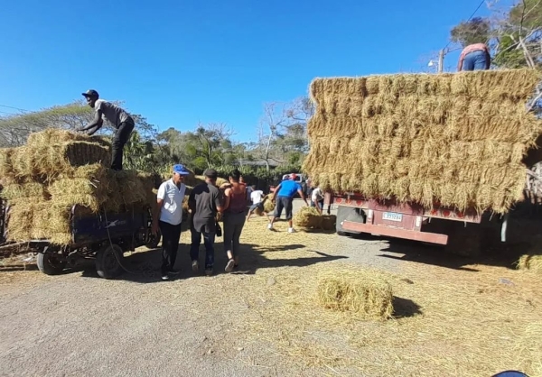 Continuamos Entrega de pacas a los productores de la zona de Luperón, provincia Puerto Plata.